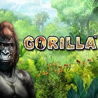 gorilla